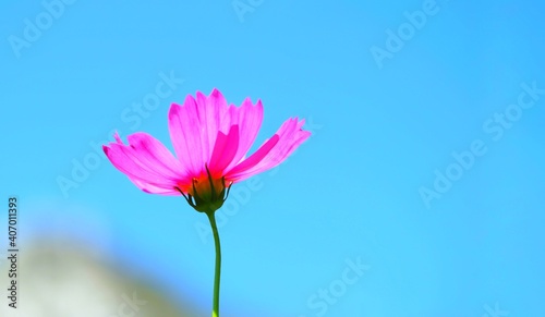 pink gerber daisy