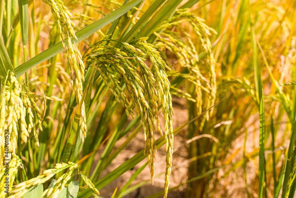 Rice field on rice paddy green color lush growing is a agriculture Rice field on rice paddy green color lush growing is a agriculture
