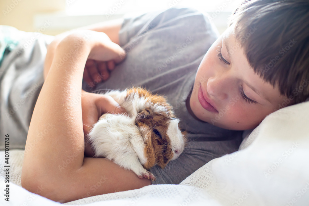 boy lies in bed and holds guinea pig in arms. child plays with pet. Communicating children with animals. Pet care concept boy lies in bed and holds guinea pig in arms. child plays with pet. Communicating children with animals. Pet care concept