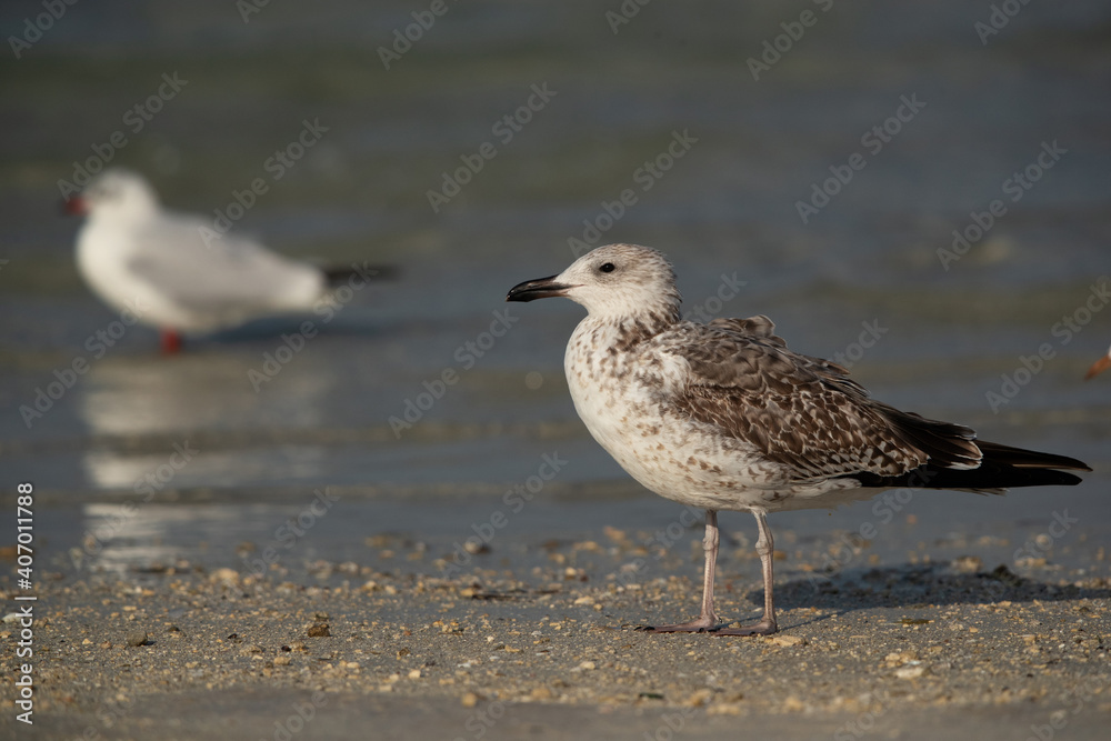 Juvenile Lesser Black-backed Gull at Busaiteen coast, Bahrain Juvenile Lesser Black-backed Gull at Busaiteen coast, Bahrain