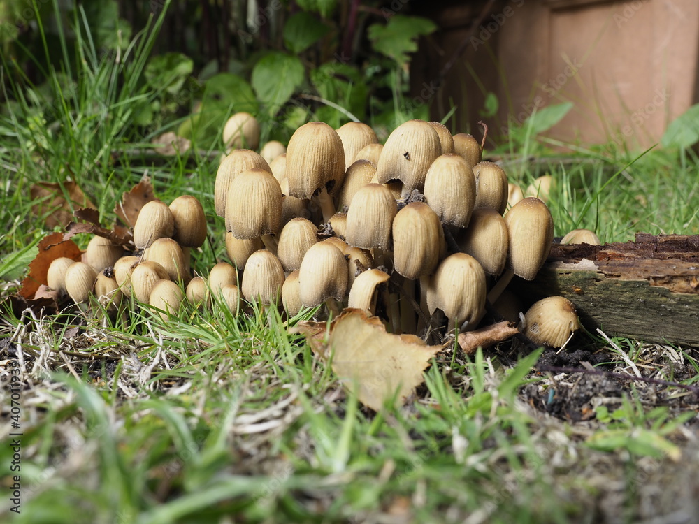 a cluster of wild mushrooms growing in a lawn a cluster of wild mushrooms growing in a lawn