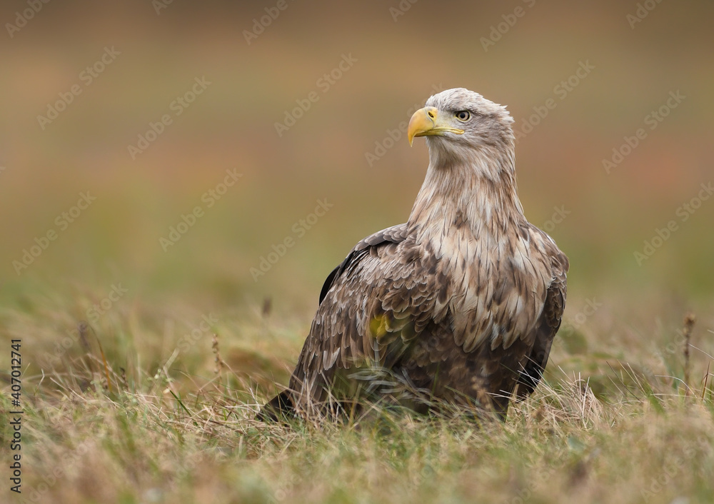 Obraz premium White tailed eagle ( Haliaeetus albicilla )