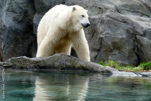 Polar bear in the Zoo
