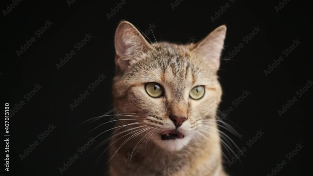 Portrait of cute ginger tabby cat licking its lips and looking at something, front view. Slow motion 240 FPS. Portrait of cute ginger tabby cat licking its lips and looking at something, front view. Slow motion 240 FPS.