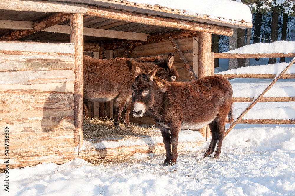 On a frosty winter day, two donkeys bask in the sun. On a frosty winter day, two donkeys bask in the sun.