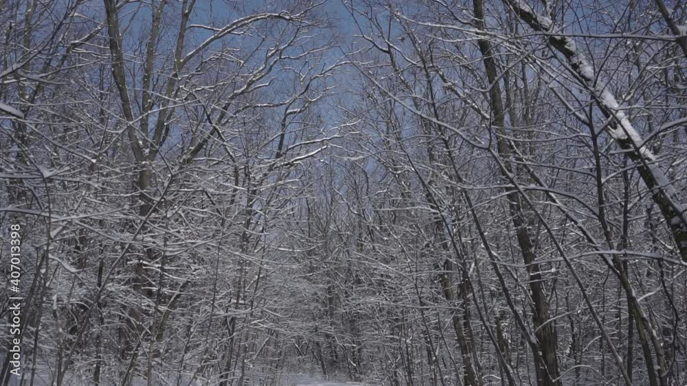 Winter Landscape on a sunny snowy quiet day in the naked forest. Slowly motion of camera. pleasant walk through the winter forest, January. Russia Winter Landscape on a sunny snowy quiet day in the naked forest. Slowly motion of camera. pleasant walk through the winter forest, January. Russia