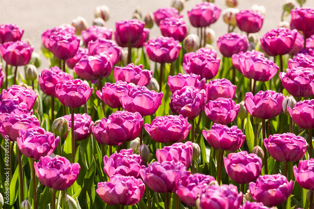 Beautiful tulips in the park. Spring concept.