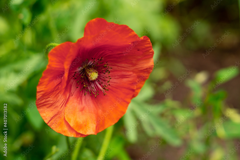 Blooming red poppy in the garden