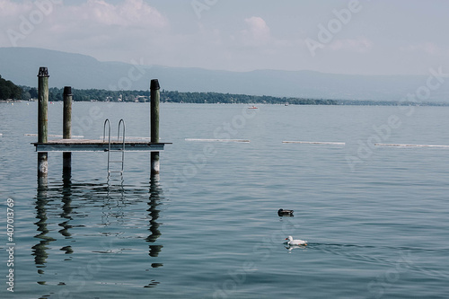 relax lake with swans and platform © pilar