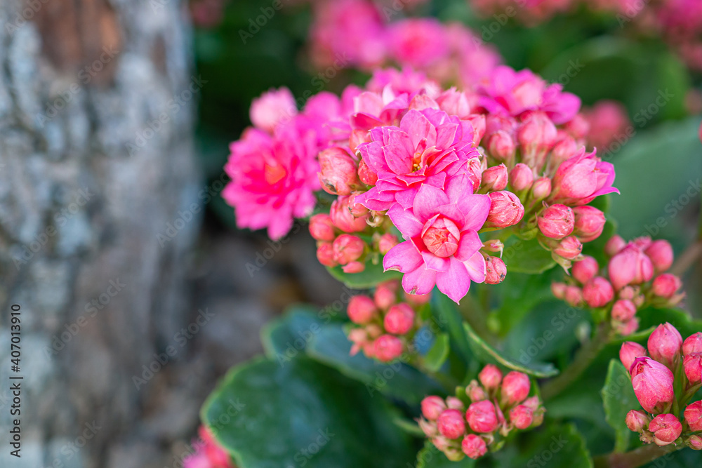 Beautiful kalanchoe is blooming in the park. Kalanchoe blossfeldiana is a herbaceous and commonly cultivated houseplant. Beautiful kalanchoe is blooming in the park. Kalanchoe blossfeldiana is a herbaceous and commonly cultivated houseplant.