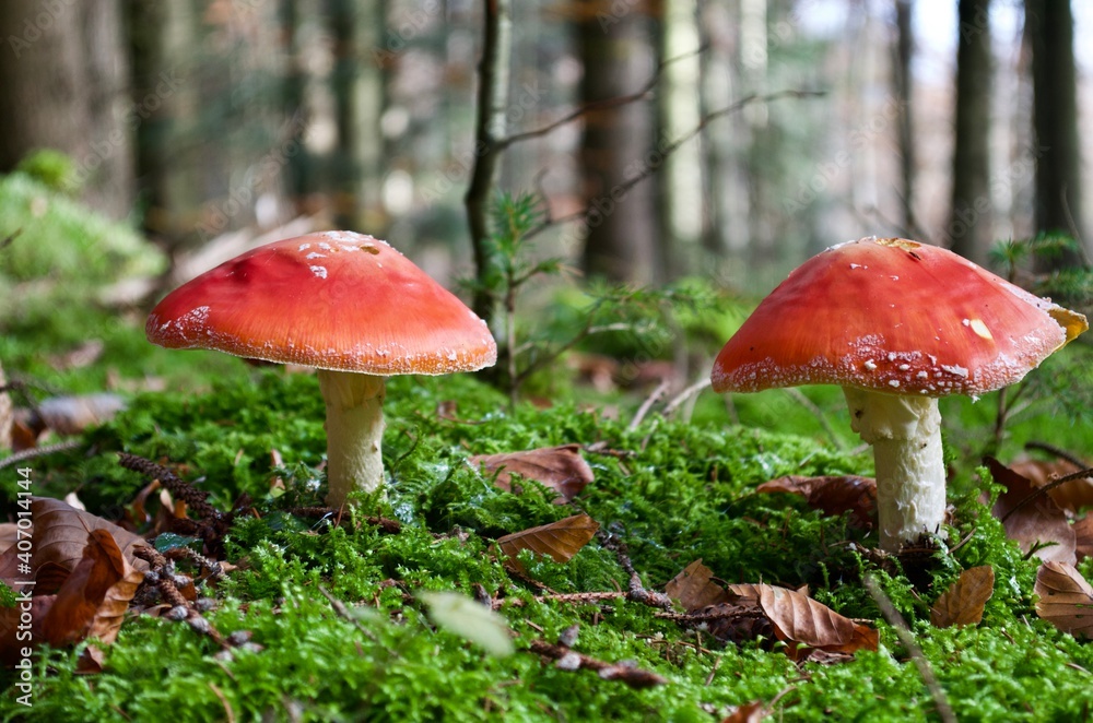 zwei rote Fliegenpilze im grünen Moos zwei rote Fliegenpilze im grünen Moos