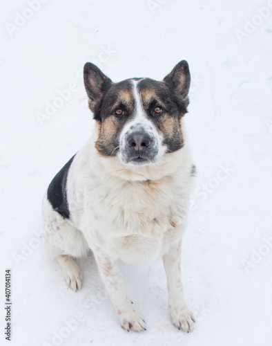 german shepherd dog © Anastasiia