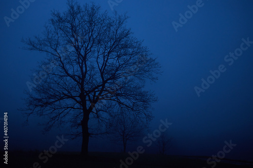 tree in the fog night