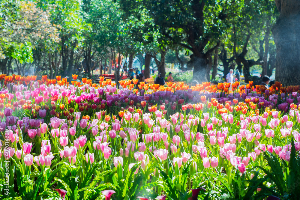 Colorful of tulip flowers and foggy in the garden. Colorful of tulip flowers and foggy in the garden.