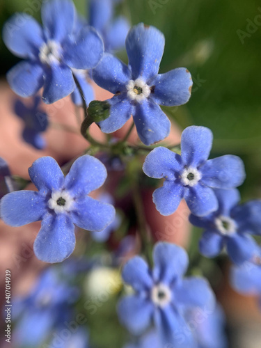Forget-me-not flower macro. Blooming flowers nature background. © tarkvimada