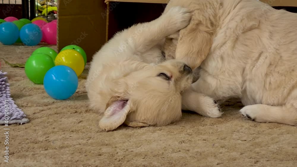 Playful Golden Retriever Puppies On Carpet Near Cardboard Box. Locked Off Playful Golden Retriever Puppies On Carpet Near Cardboard Box. Locked Off