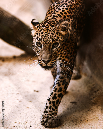 portrait of a leopard