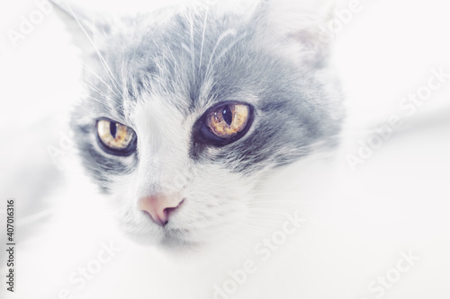 Artistic, filtered portrait of a grey white cat. Close-up of a kitten with beautiful eyes. High-key photo of a feline face
