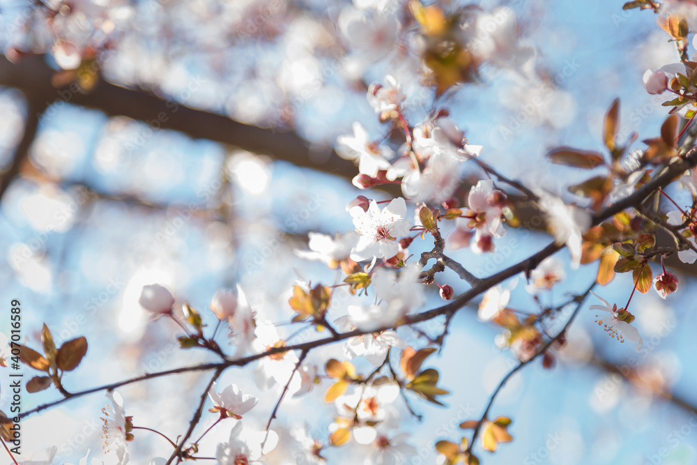 Branch of blossoming apricot tree with pink flowers on blue sky background in sun rays light Branch of blossoming apricot tree with pink flowers on blue sky background in sun rays light