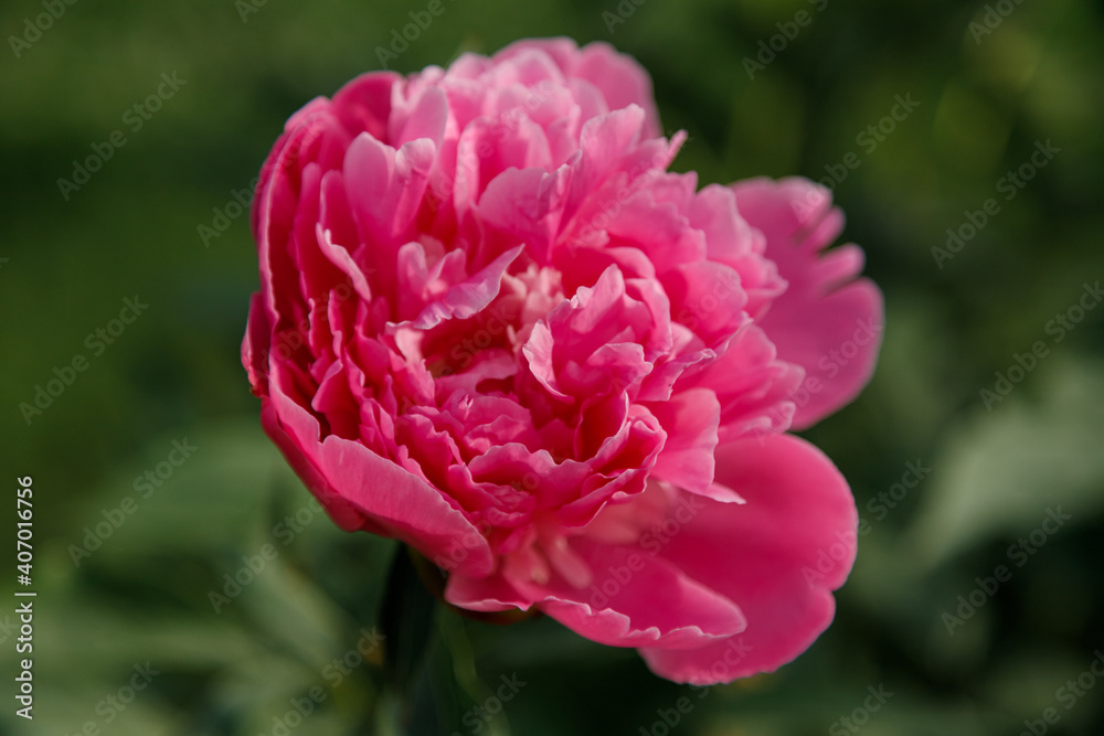 Pink peony flower on green background. Soft focused shot. Spring blossom concept.