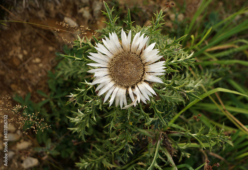 a silver thistle in the mountains