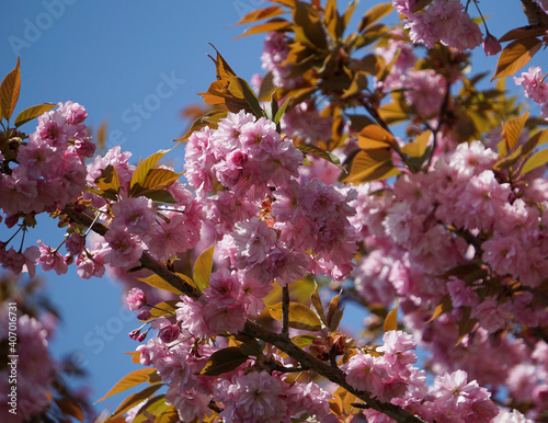 cherry blossoms in spring in front of a blue sky