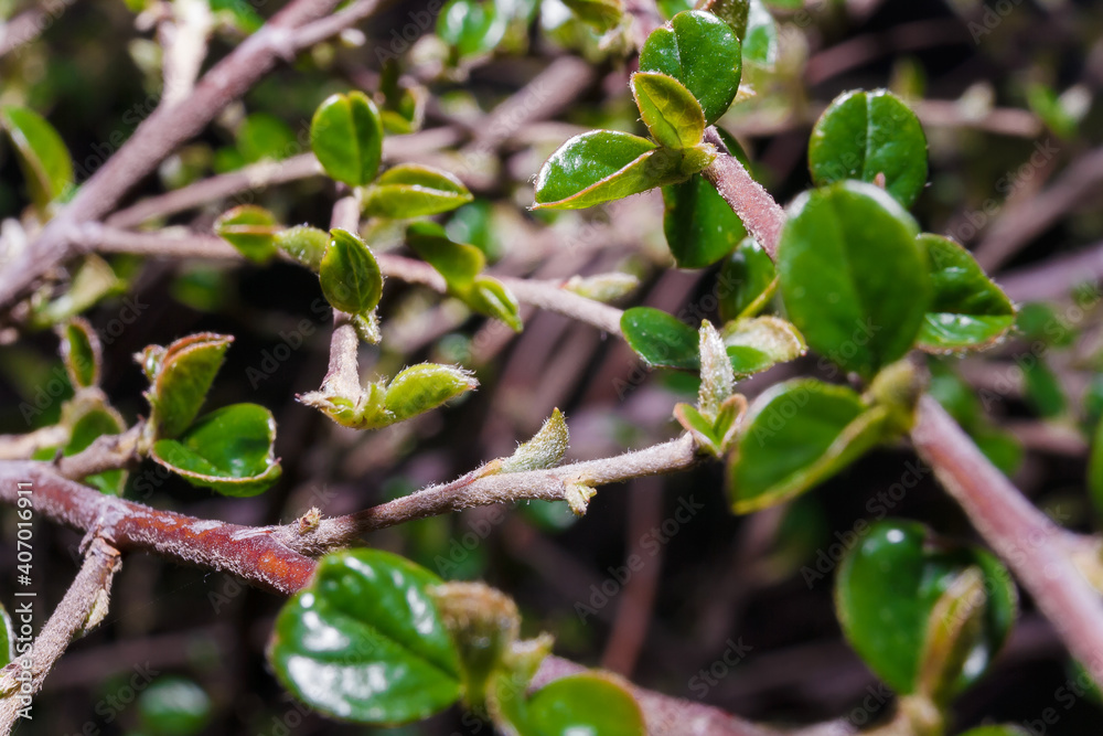 First young green foliage on bush branch. Soft focused macro shot of leaves on twig. Spring coming concept. First young green foliage on bush branch. Soft focused macro shot of leaves on twig. Spring coming concept.
