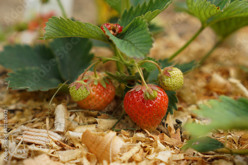 red strawberries in a field    