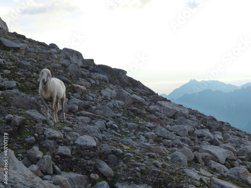 Sheep at Olperer hut, Berlin high path, Zillertal Alps in Tyrol, Austria