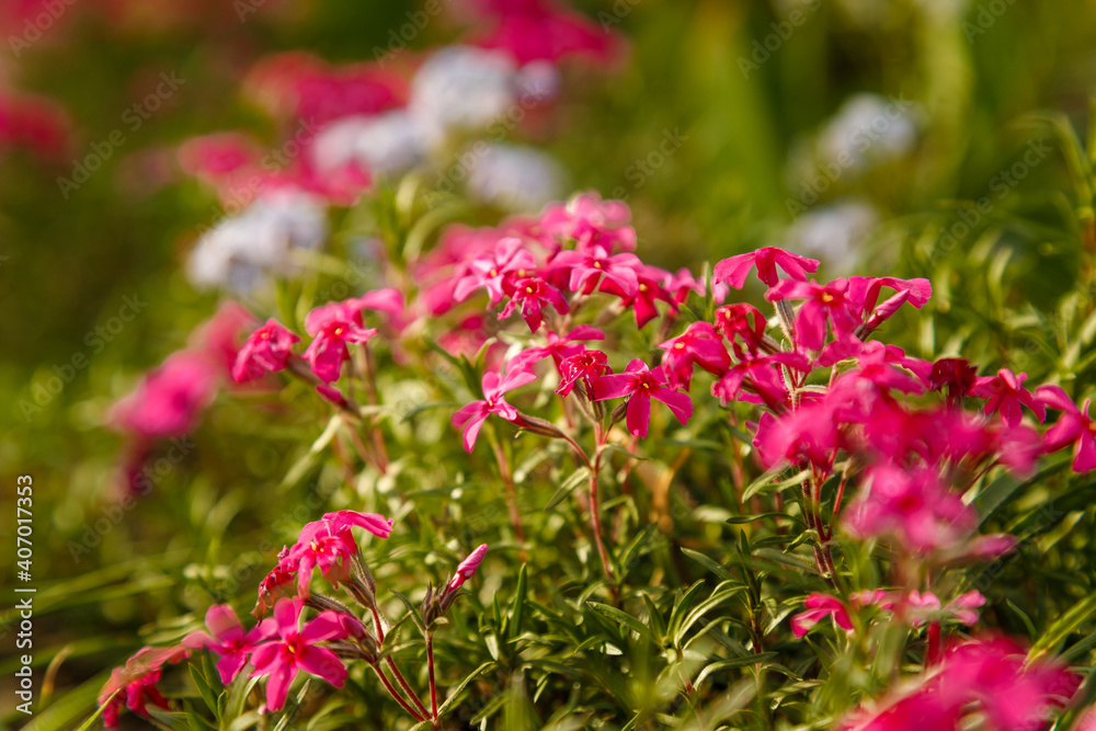 Soft focused shot of bright pink flowers on green bush in sunlight. Springtime plants on blurry background. Soft focused shot of bright pink flowers on green bush in sunlight. Springtime plants on blurry background.