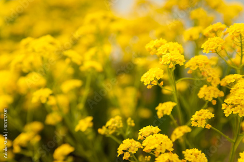 Soft focused shot of beautiful yellow flowers on blurry background. Spring blossom concept. Copy space.