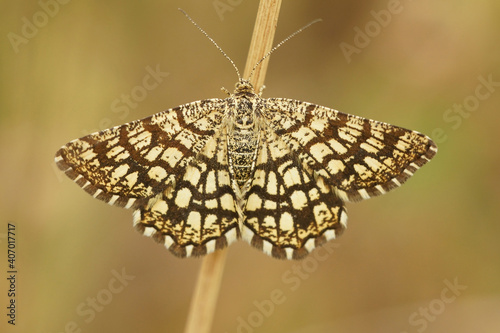 The beautiful checkered colors of  Latticed Heath, Chiasmia clathrata photo