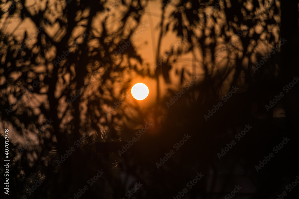 Fototapeta premium Panoramic view of beautiful sunrise or sunset through silhouette of trees in India