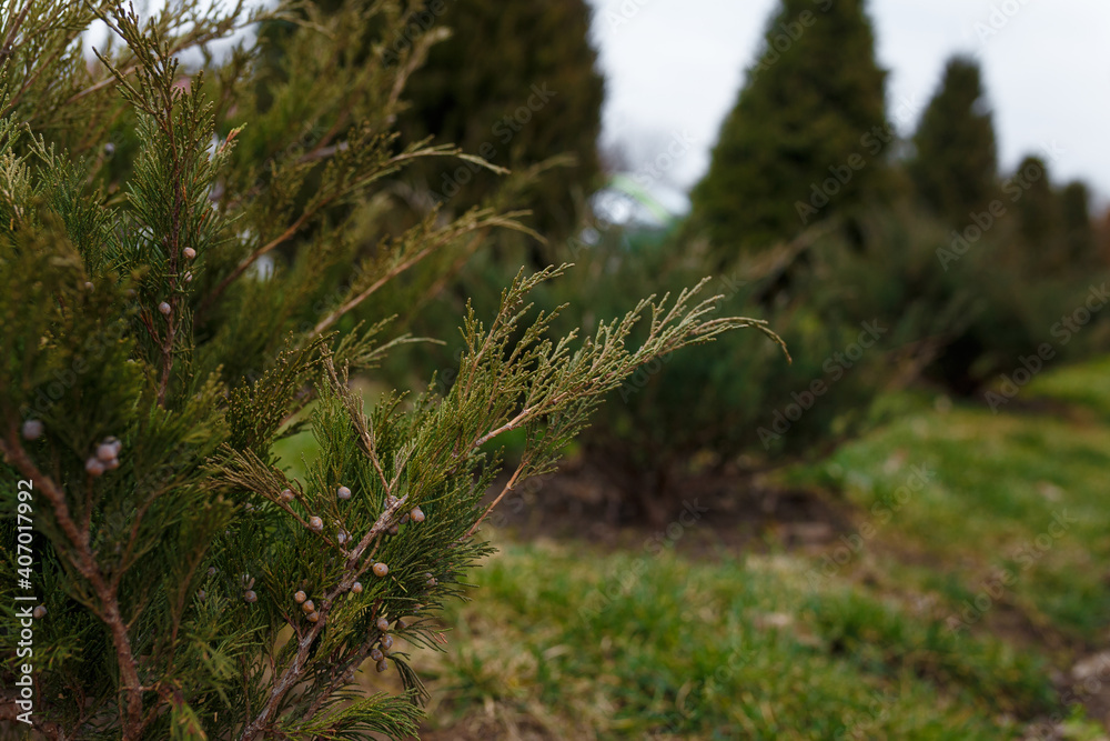 Coniferous bushes or juniper growing outside. Coniferous bushes or juniper growing outside.