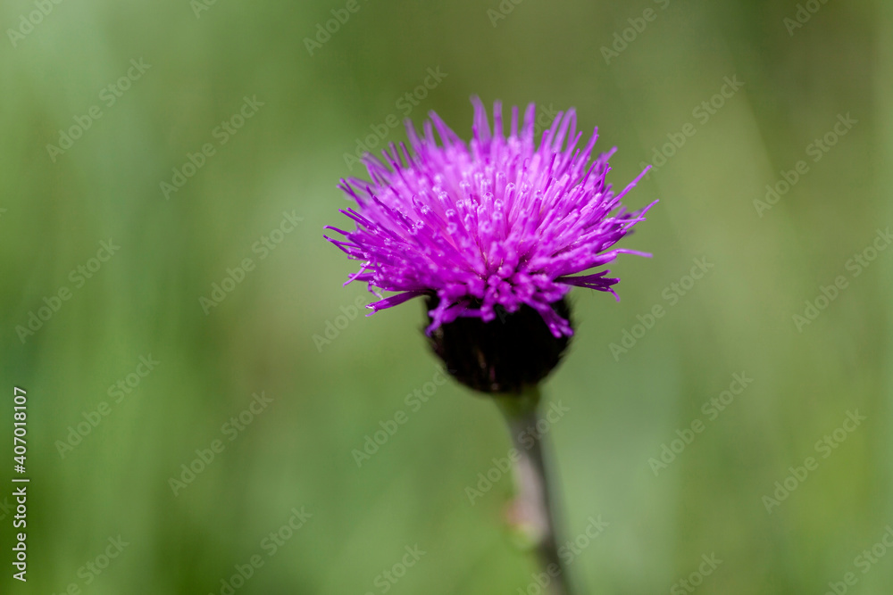 Milk thistle