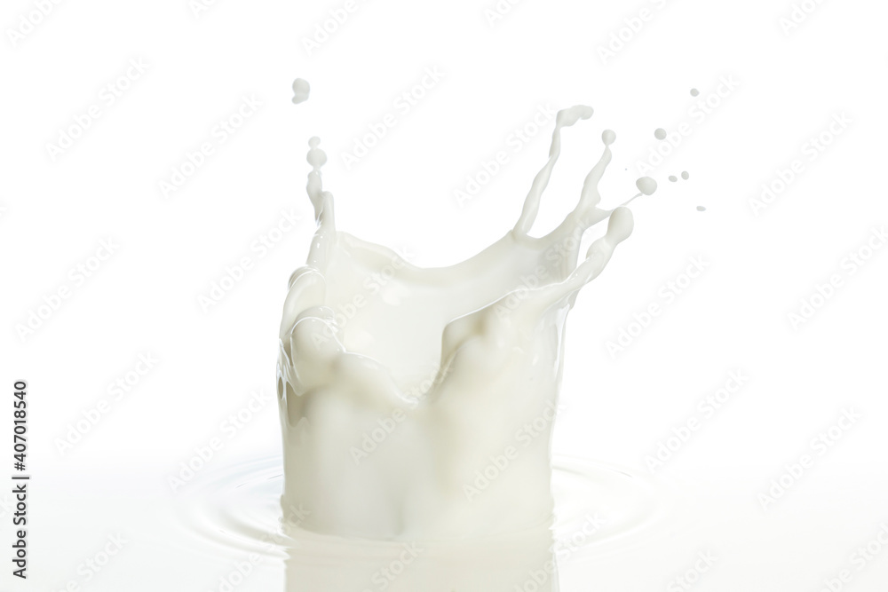pouring of milk splash isolated white background pouring of milk splash isolated white background