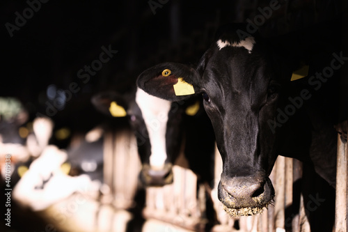 Pretty cow near fence on farm, space for text. Animal husbandry