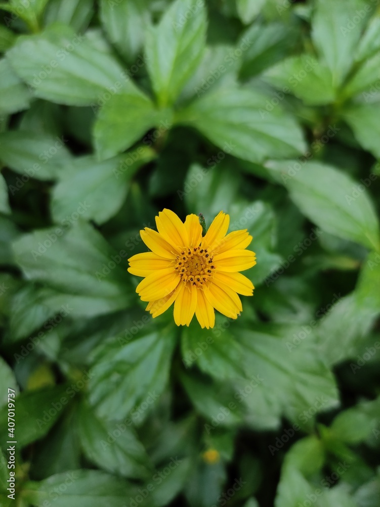 yellow flower with leaves yellow flower with leaves