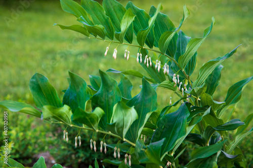 Polygonatum multiflorum blooms in the garden, white flowers hanging one behind the other between large green leaves. Flower of the Polygonatum odoratum, known as angular Solomon's seal or scented Solo photo