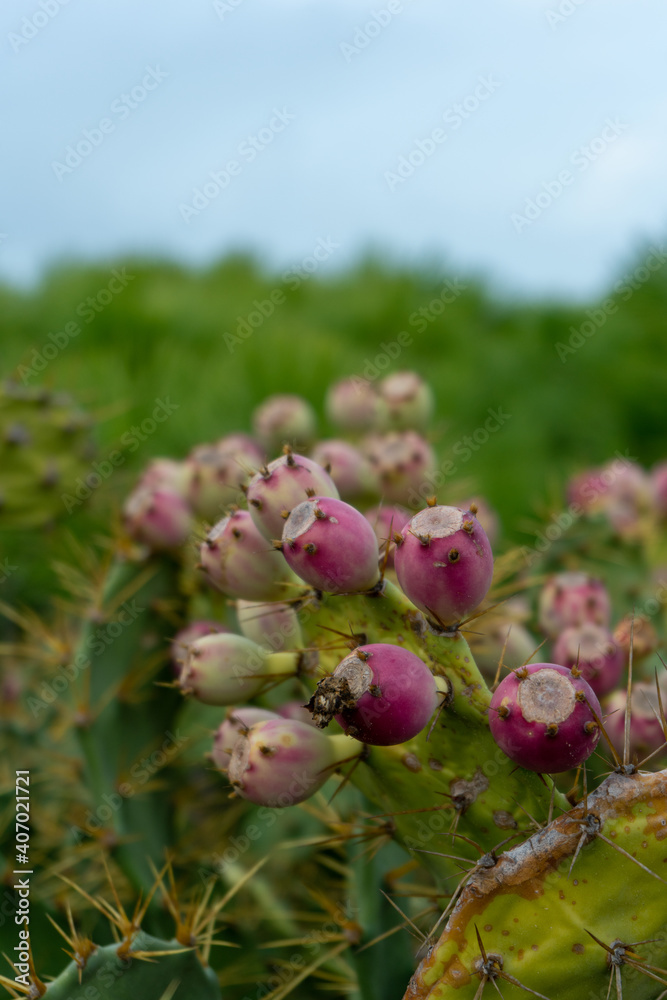 Close up of cactus plant with cactus fruit in nature Close up of cactus plant with cactus fruit in nature