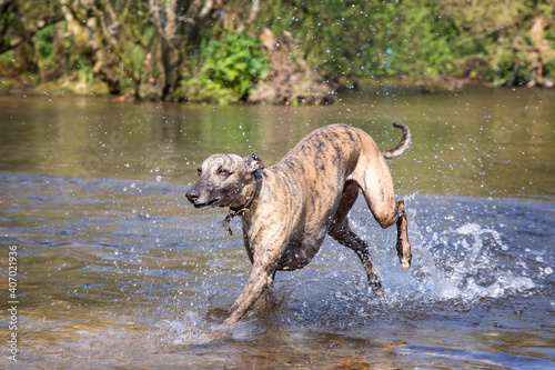 Adult brindled whippet runs through a river in the English countryside