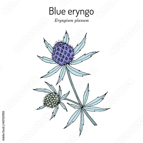 Blue Eryngo, or flat sea holly Eryngium Planum , medicinal plant