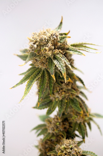 Cannabis branch. CBD plant. Medical Marijuana buds. Vertical orientation 