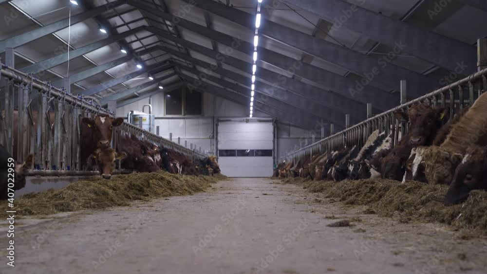 Feeding Norwegian Red Oxen And Cows On The Floor Of Barn. - wide shot Feeding Norwegian Red Oxen And Cows On The Floor Of Barn. - wide shot