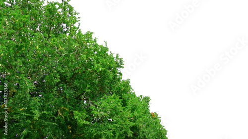 The bushes were exposed to the early morning sun. tree isolated on whte background with clipping path