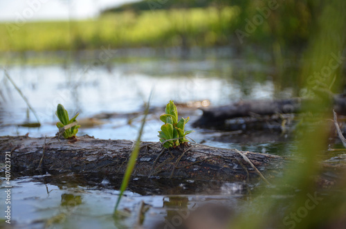 макро фото, кувшинка, болото macro photo, water lily, swamp