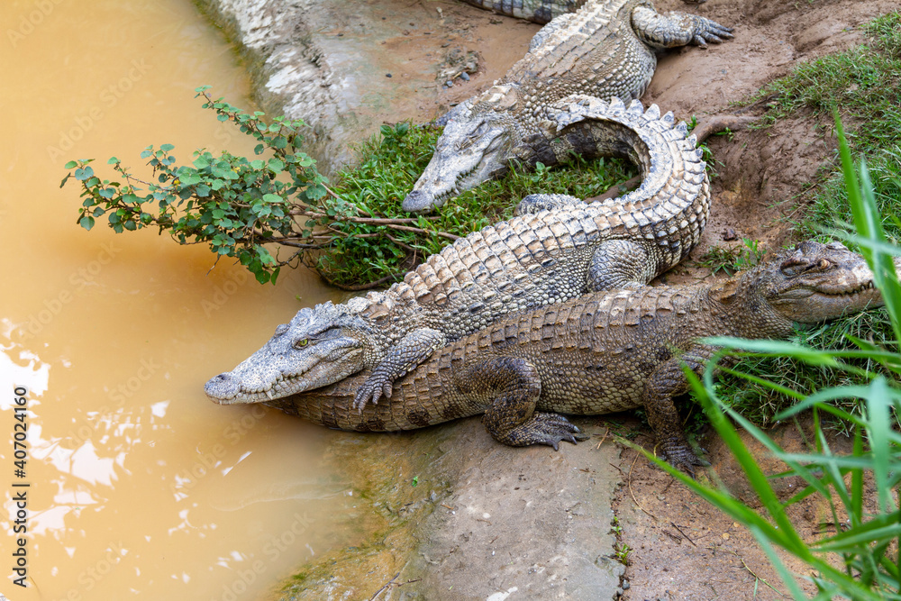 Obraz premium crocodile