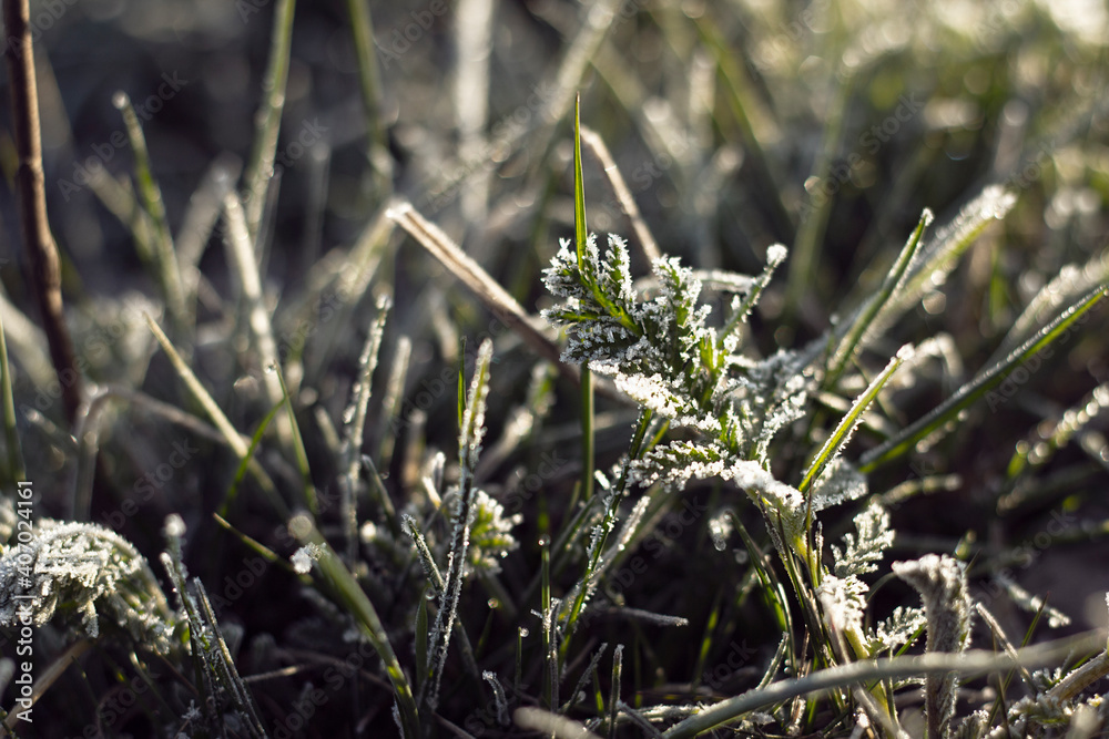 Green grass covered with frost. Frost on fresh green grass. Macro photography of frost on the grass. Green grass covered with frost. Frost on fresh green grass. Macro photography of frost on the grass.