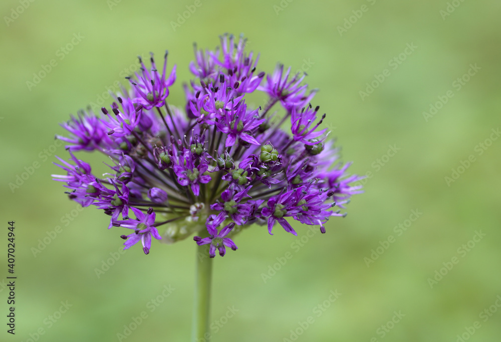 Fototapeta premium close up of violet decorative garlic flower in nature