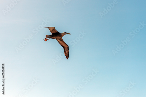 Galapagos Albatross or Waved Albatross (Phoebastria irrorata) in flight, Espanola Island, Galapagos national park, Ecuador.